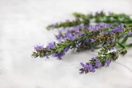 Hyssopus Officinalis Image